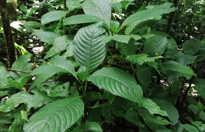Figura 18. <i>Psychotria aggregata</i></i> (Rubiaceae). Planta hospedera de <i>Desmia octomaculalis</i></i> (Crambidae) Sector San Cristóbal, Sendero Corredor. Foto Gloria Sihezar. 28 mayo 2021.