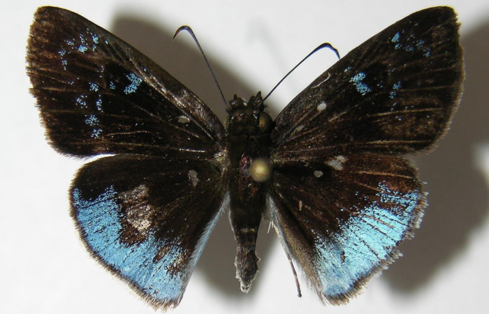 Figura 3. Adulto <i>Pythonides pteras</i></i> (Hesperiidae). Vista dorsal, envergadura alar del macho 29 mm. Voucher: 06-SRNP-32649-DHJ348712.jpg.  BIN: BOLD:AAD5803.