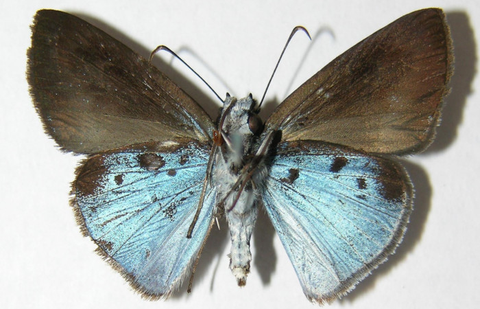 Figura 4. Adulto <i>Pythonides pteras</i></i> (Hesperiidae). Vista ventral, envergadura alar del macho 29 mm. Voucher: 06-SRNP-32649-DHJ348713.jpg.  BIN: BOLD:AAD5803.