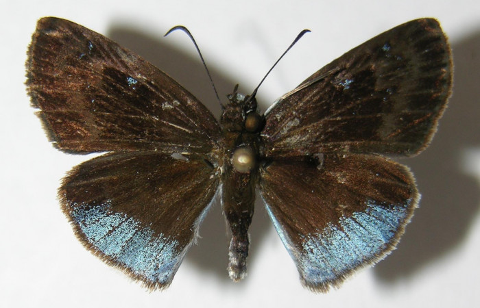 Figura 1. Adulto <i>Pythonides pteras</i></i> (Hesperiidae). Vista dorsal, envergadura alar de la hembra 28 mm. Voucher: 06-SRNP-32650-DHJ348714.jpg.  BIN: BOLD:AAD5803.