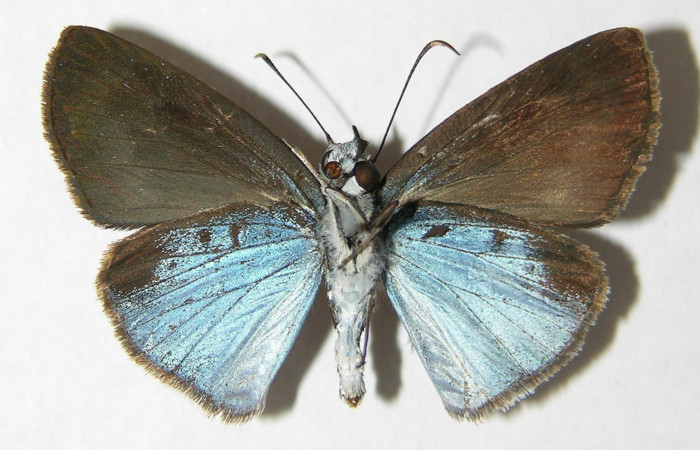 Figura 2. Adulto <i>Pythonides pteras</i></i> (Hesperiidae). Vista ventral, envergadura alar de la hembra 28 mm. Voucher: 06-SRNP-32650-DHJ348715.jpg.  BIN: BOLD:AAD5803.