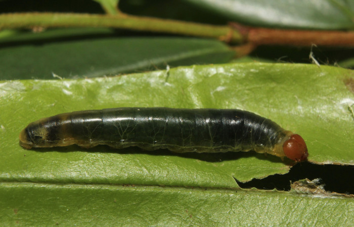 Figura 10. Larva <i>Pythonides pteras</i></i> (Hesperiidae). Vista lateral, penultimo estadío. 19 mm. Foto 4 mayo 2014. Voucher: 14-SRNP-70715-DHJ722677.jpg.