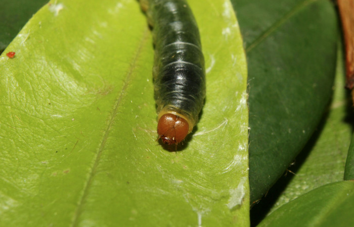 Figura 11. Larva <i>Pythonides pteras</i></i> (Hesperiidae). Cabeza de frente, penultimo estadío. 19 mm. Foto 4 mayo 2014. Voucher: 14-SRNP-70715-DHJ722681.jpg.