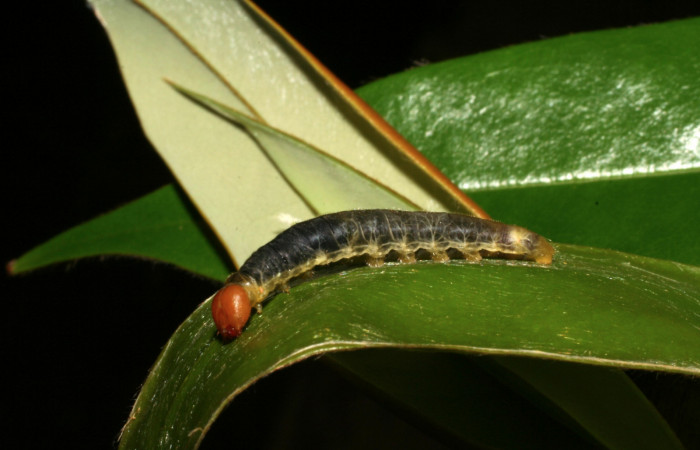 Figura 12. Larva <i>Pythonides pteras</i></i> (Hesperiidae). Vista lateral, último estadío. 22 mm. Foto 29 mayo 2005. Voucher: 05-SRNP-31882-DHJ404439.jpg.