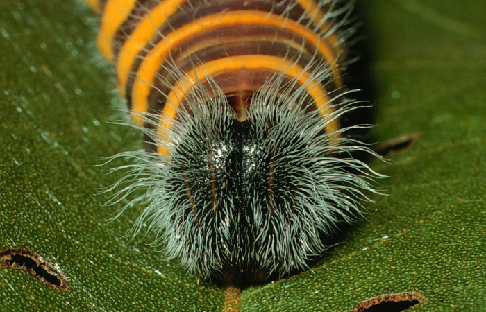 Figura 13. Cabeza de frente <i>Astraptes obstupefactus</i></i>, (Hesperiidae). Ultimo estadío. 41 mm. Foto 19 enero 2003. Voucher: 03-SRNP-3079-DHJ72024.jpg.