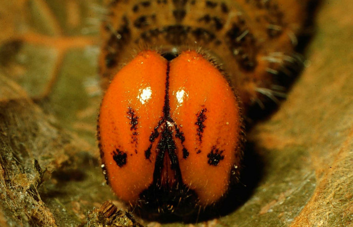 Figura 14. Cabeza de frente, larva <i>Narcosius samson</i></i>, (Hesperiidae). Ultimo estadío. 48 mm. Foto 30 marzo 1998. Voucher: 98-SRNP-6368- DHJ45871.jpg.