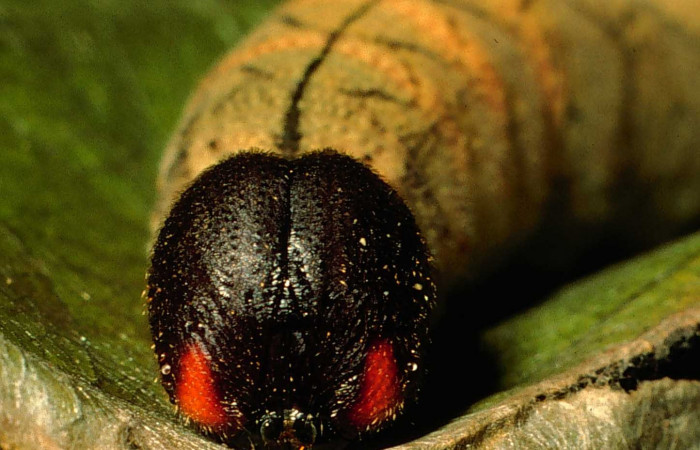 Figura 15.  Cabeza de frente larva <i>Astraptes enotrus</i></i> (Hesperiidae). Ultimo estadío. Foto 17 enero 1995. Voucher: 95-SRNP-169-DHJ21340.jpg.