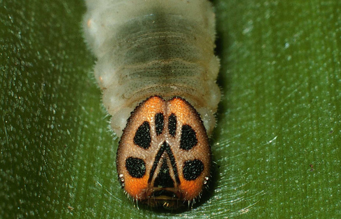 Figura 16. Cabeza de frente larva <i>Neoxeniades pluviasilva</i></i> (Hesperiidae). Ultimo estadío. 35 mm. Foto 30 octubre 2002. Voucher: 02-SRNP-21234- DHJ70254.jpg.