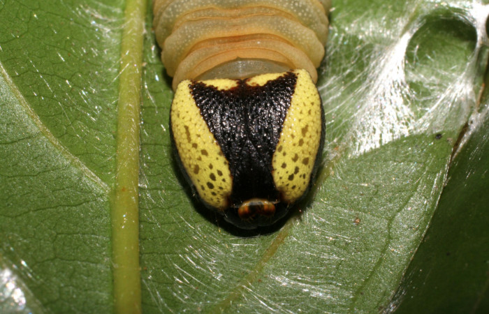 Figura 17. Cabeza de frente larva <i>Dyscophellus</i></i> Burns02 (Hesperiidae). Ultimo estadío. 41 mm. Foto 28 marzo 2006. Voucher: 06-SRNP-40602-DHJ414080.jpg.