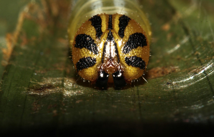 Figura 18. Cabeza de frente larva <i>Nyctus hiarbas</i></i>, (Hesperiidae). Penúltimo estadío. 24 mm. Foto 22 noviembre 2012. Voucher: 12-SRNP-31778-DHJ700256.jpg.