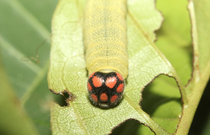 Figura 19. Cabeza de frente larva <i>Chiomara mithrax</i></i>,(Hesperiidae). Ultimo estadío. 25 mm. Foto 25 abril 2017. Voucher: 17-SRNP-70691-DHJ737129.jpg.