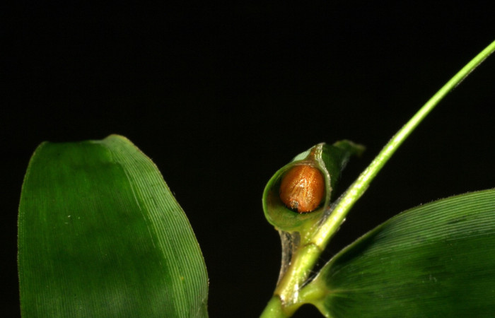 Figura 20 Larva <i>Quasimellana antipazina</i></i>, Hesperiidae, mostrando cabeza en la entrada de su casa. Voucher 20 05-SRNP-35793-DHJ406682.jpeg