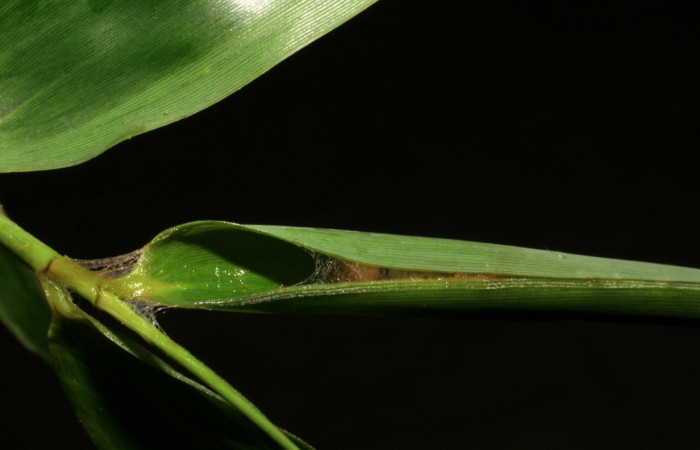 Figura 21. Casita de larva <i>Quasimellana antipazina</i></i>, Hesperiidae. Voucher 05-SRNP-35793-DHJ406683.jpg.