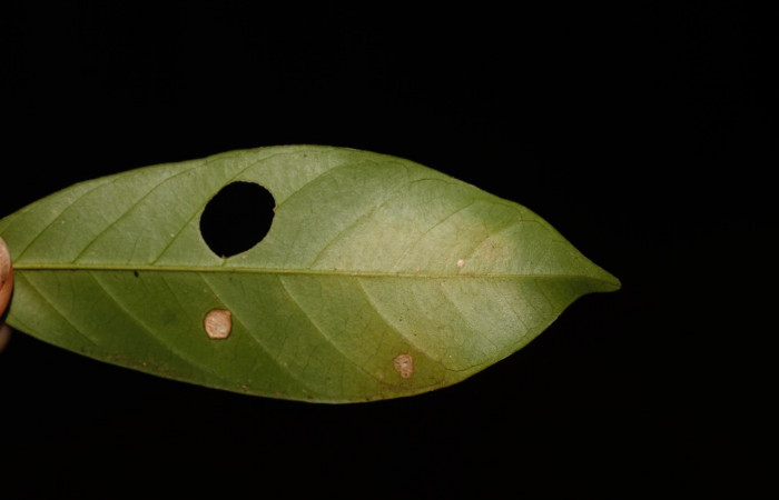  Figura 5. Larva <i>Myscelus belti</i></i>, (Hesperiidae). Casita vista por el envés de la hoja, primer estadío. 18 mm. Foto 30 diciembre 2013. Voucher: 13-SRNP-36662- DHJ801965.jpg.