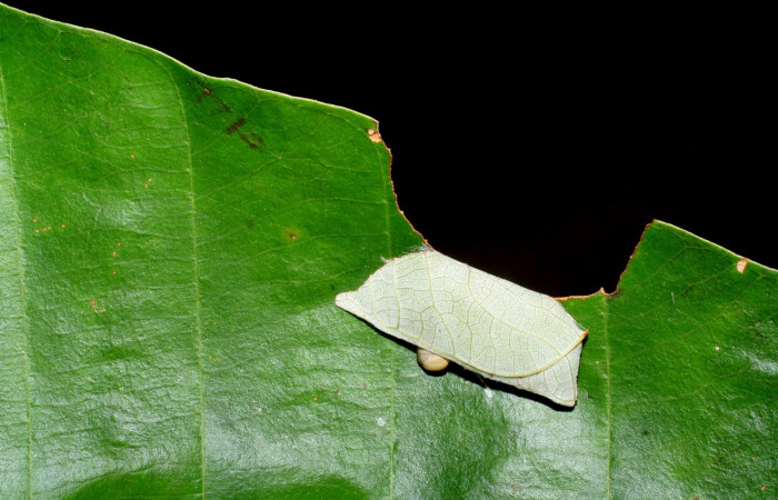 Figura 6. Corte en hoja que hace la larva  <i>Bungalotis astylos</i></i> (Hesperiidae). Mostrando la casita, penúltimo estadío. 22 mm. Foto 14 junio 2008. Voucher: 08-SRNP-41193-DHJ442474.jpg.