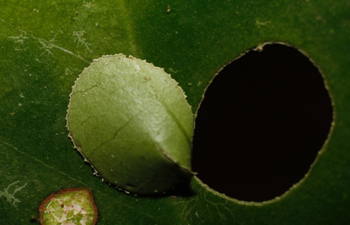 Figura 7. Larva <i>Myscelus belti</i></i> (Hesperiidae). Mostrando la casita, en primer estadío. 18 mm. Foto 30 diciembre 2013. Voucher: 13-SRNP-36662-DHJ801962.jpg.