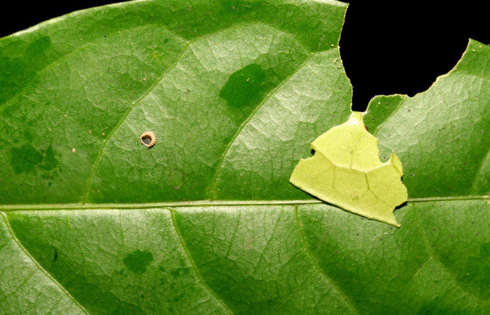Figura 8. <i>Cephise</i></i> Burns01 (Hesperiidae). Huevo y casita en la hoja, primer estadío. 5 mm. Foto 4 setiembre 2011. Voucher: 11-SRNP-41563DHJ483030.jpg.