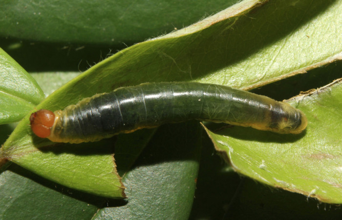 Figura 9. Larva <i>Pythonides pteras</i></i> (Hesperiidae). Vista dorsal, penultimo estadío. 19 mm. Foto 4 mayo 2014. Voucher: 14-SRNP-70715-DHJ722679.jpg.