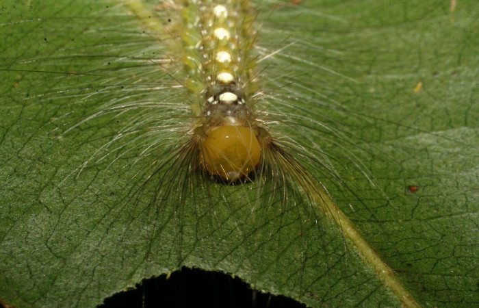 Fig.10 Vista Frontal, <i>Thagona errans</i></i> (Erebidae), se colectó 15 Diciembre 2008, Sector Del Oro, Vado Quebrada Tigral, 290mts. (08-SRNP-24737-DHJ449038.jpg).