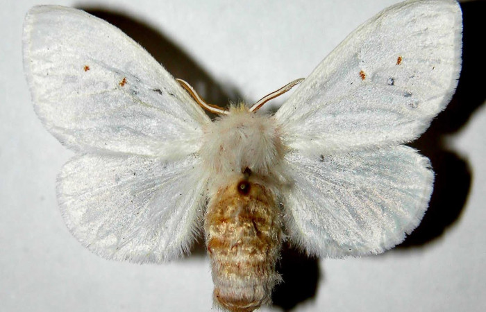 Fig.1 Vista dorsal de hembra, <i>Thagona tibialisDHJ02</i></i>  (Erebidae), eclosionó 11 agosto 1995, Sector Santa Rosa, Sendero Natural, 290mts. (95-SRNP-7541-DHJ33862.jpg.).
