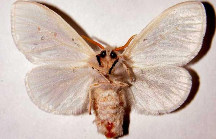 Fig.2 Vista ventral de hembra, <i>Thagona tibialisDHJ02</i></i>  (Erebidae), eclosionó 11 agosto 1995, Sector Santa Rosa, Sendero Natural, 290mts. (95-SRNP-7541-DHJ33863.jpg).