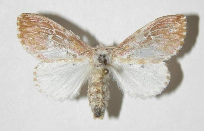 Fig.3 Vista dorsal dehembra, <i>Thagona errans</i></i>  (Erebidae), eclosionó 30 Agosto 2003, Sector Del Oro, Rio Chon, 320mts. (03-SRNP-19644-DHJ338412.jpg).