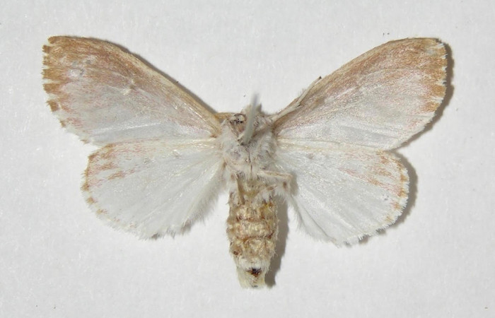 Fig.4 Vista dorsal de hembra, <i>Thagona errans</i></i>  (Erebidae), eclosionó 30 Agosto 2003, Sector Del Oro, Rio Chon, 320mts.(03-SRNP-19644-DHJ338413.jpg)