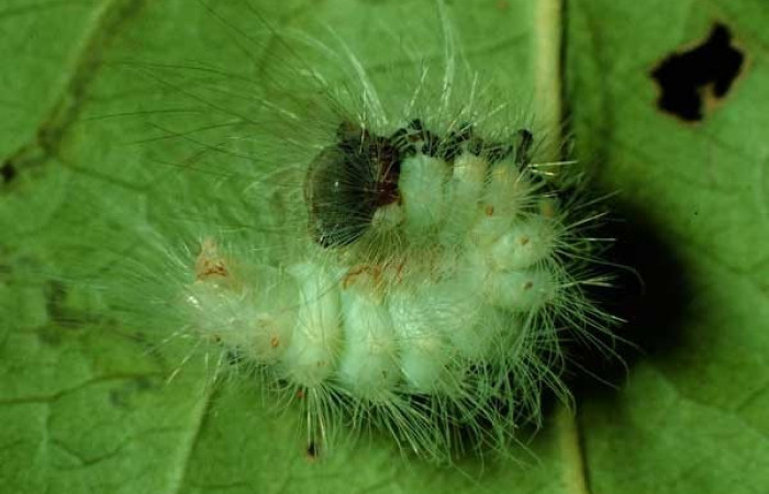 Fig.7 Vista lateral, <i>Thagona</i></i>  tibialisDHJ02 (Erebidae), se colectó 10 octubre 1995, Sector Santa Rosa, Vado Cuajiniquil, 275mts. (95-SRNP-10532-DHJ26008.jpg)