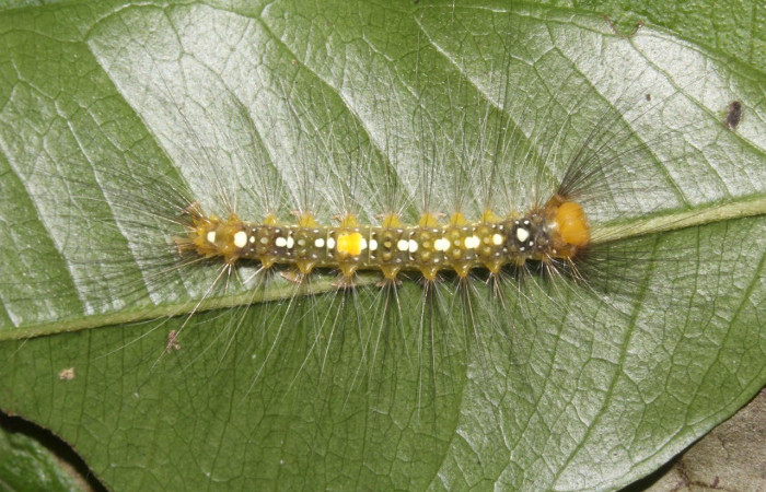 Fig.8 Vista dorsal, <i>Thagona errans</i></i> (Erebidae), se colectó 11 julio 2017, Sector Pitilla, Ingas, 580mts.(17-SRNP-31813-DHJ739635.jpg)