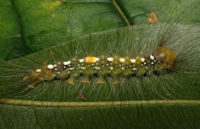 Fig.9 Vista lateral, <i>Thagona errans</i></i> (Erebidae), se colectó 15 Diciembre 2008, Sector Del Oro, Vado Quebrada Tigral, 290mts.(08-SRNP-24737-DHJ449035.jpg)
