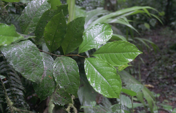 Fig. 1 Follaje de  la parte del Haz de <i>Celastrus vulcanicolus</i></i>  planta hospedera de  <i>Antiblemma partita</i></i> 