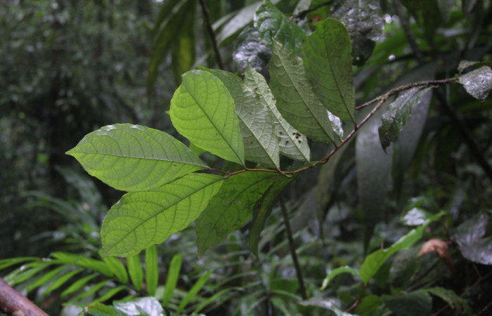 Fig.2 Follaje de  la parte del envés de <i>Celastrus vulcanicolus</i></i>  planta hospedera de  <i>Antiblemma partita</i></i> 