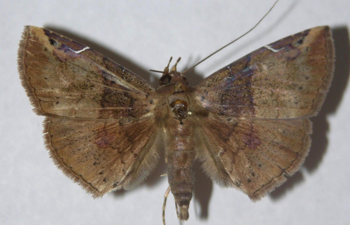   Fig.3  Adulto <i>Antiblemma partita</i></i> dorsal. Voucher: 13-SRNP-30632-DHJ595772.jpg