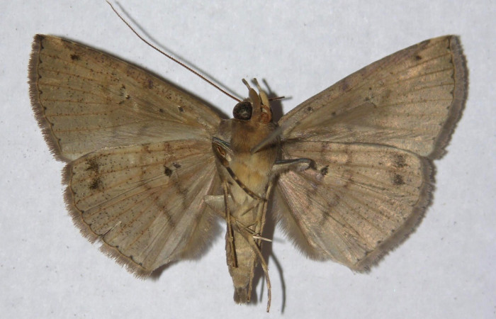 Fig.4 Adulto <i>Antiblemma partita</i></i>  ventral. Voucher: 13-SRNP-30632-DHJ595773.jpg