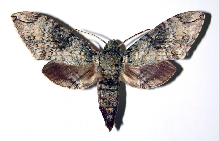 Fig. 01. Macho de <i>Manduca lanuginosa</i></i> (Sphingidae), vista dorsal, 79mm. de envergadura. Voucher: 84-SRNP-710-DHJ96062.jpg.