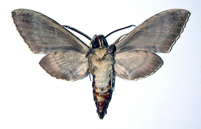 Fig. 02. Macho de <i>Manduca lanuginosa</i></i> (Sphingidae), vista ventral, 79mm. de envergadura. Voucher: 84-SRNP-710-DHJ96063.jpg.