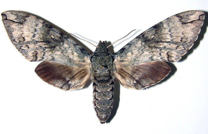 Fig. 03. Hembra de <i>Manduca lanuginosa</i></i> (Sphingidae), vista dorsal, 88 mm. de envergadura. Voucher: 84-SRNP-697-DHJ96066.jpg.
