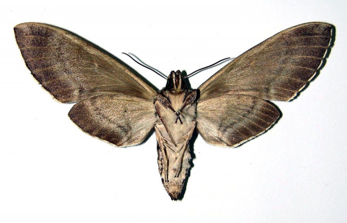 Fig. 04. Hembra de <i>Manduca lanuginosa</i></i> (Sphingidae), vista ventral, 88 mm. de envergadura. Voucher: 84-SRNP-697-DHJ96067.jpg.