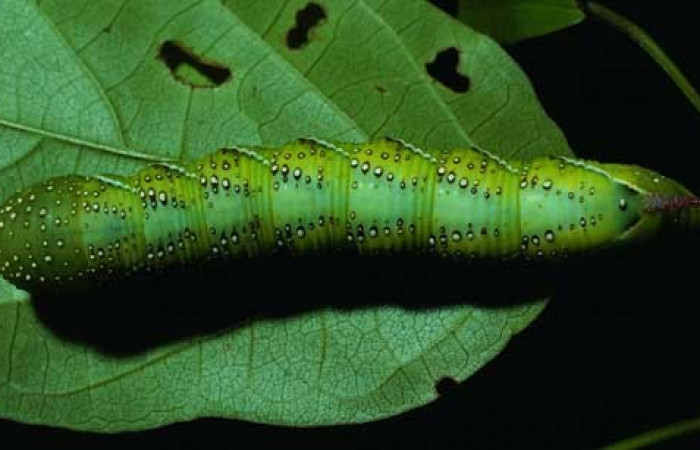 Fig. 05. Larva de <i>Manduca lanuginosa</i></i> (Sphingidae), vista dorsal, último estadío 55mm. de longitud. Voucher: 84-SRNP-730-DHJ7632.jpg.