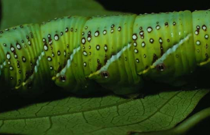 Fig. 06. Larva de <i>Manduca lanuginosa</i></i> (Sphingidae), vista lateral central, último estadío 55mm. de longitud. Voucher: 84-SRNP-730-DHJ7634.jpg.