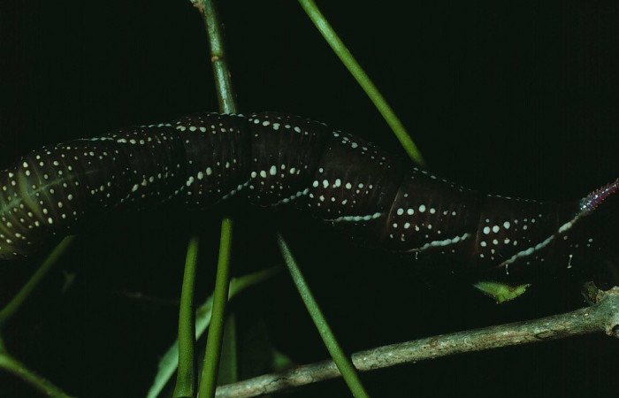 Fig. 09. Larva de <i>Manduca lanuginosa</i></i> (Sphingidae), vista lateral, último estadío 60mm. de longitud. Voucher: 84-SRNP-925-DHJ7765.jpg.
