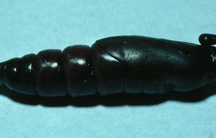 Fig. 10. Pupa de <i>Manduca lanuginosa</i></i> (Sphingidae), vista lateral, longitud no indicada. Voucher: 84-SRNP-1029-DHJ7852.jpg.