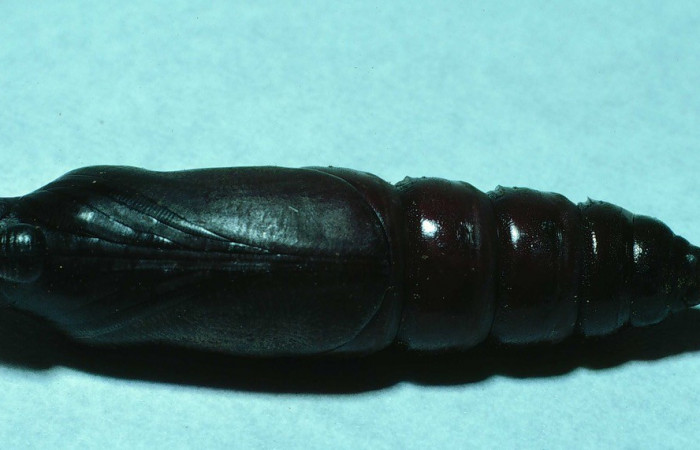Fig. 11. Pupa de <i>Manduca lanuginosa</i></i> (Sphingidae), vista lateral, longitud no indicada. Voucher: 84-SRNP-1029-DHJ7850.jpg