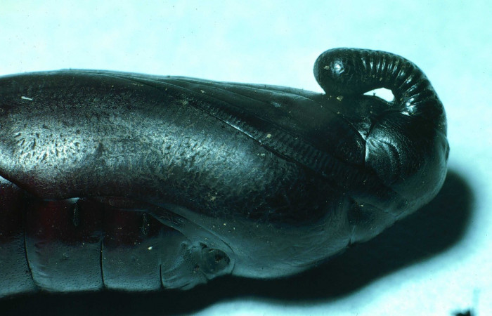 Fig. 12. Pupa de <i>Manduca lanuginosa</i></i> (Sphingidae), vista lateral de cerca del torax, longitud no indicada. Voucher: 84-SRNP-1029-DHJ7853.jpg.