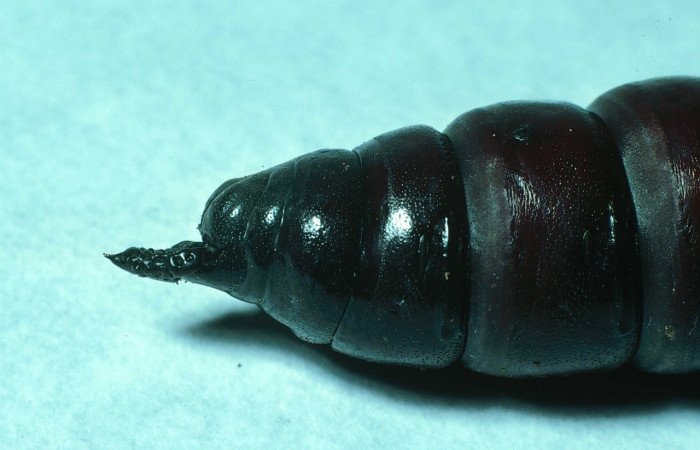 Fig. 13. Pupa de <i>Manduca lanuginosa</i></i> (Sphingidae), vista lateral de cerca trasero, longitud no indicada. Voucher: 84-SRNP-1029-DHJ7855.jpg.