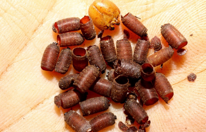 Fig. 14. Puparios <i>Drino</i></i> piceiventrisDHJ31 (Tachinidae), parásitos de <i>Manduca lanuginosa</i></i> (Sphingidae), longitud no indicada. Voucher: 08-SRNP-13818-DHJ469391.jpg.