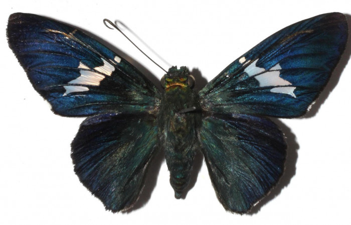 Fig.1. Adulto de <i>Astraptes apastus</i></i>. En vista dorsal. Voucher : 15-SRNP-46169-DHJ909410.jpg.