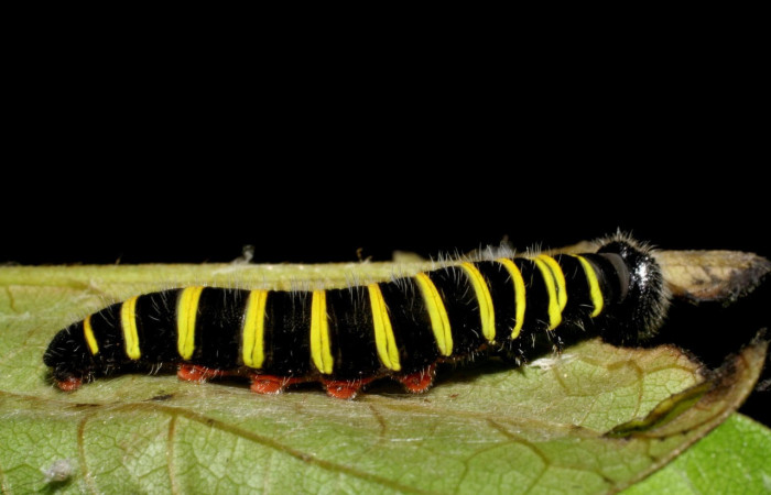 Fig.10. Larva de <i>Astraptes talus</i></i>, en último estadio de 34 mm de longitud. Voucher : 08-SRNP-40181-DHJ441777.jpg.