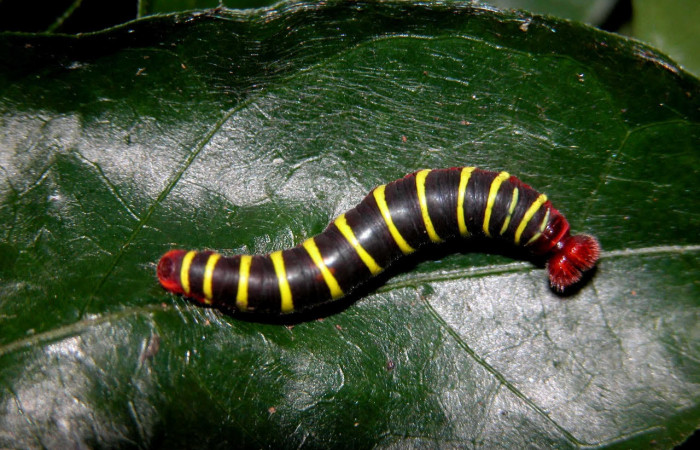 Fig.11. Larva de <i>Astraptes favilla</i></i>, en penúltimo estadio de 25 mm de longitud.. Voucher : 03-SRNP-15980-DHJ400987.jpg.