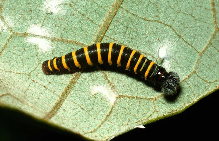 Fig.12.Larva de <i>Astraptes obstupefactus</i></i>, en tercer estadio de 13mm de longitud. Voucher : 02-SRNP-24404-DHJ70812.jpg.